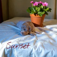 Sunset, a female Miniature Aussiedoodle for sale in Ellenburg Depot, NY – 1 of 4