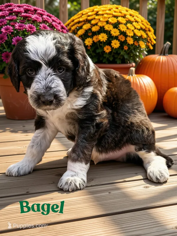 Bagel – Aussiedoodle, Miniature Aussiedoodle puppy for sale in Ellenburg Depot, NY