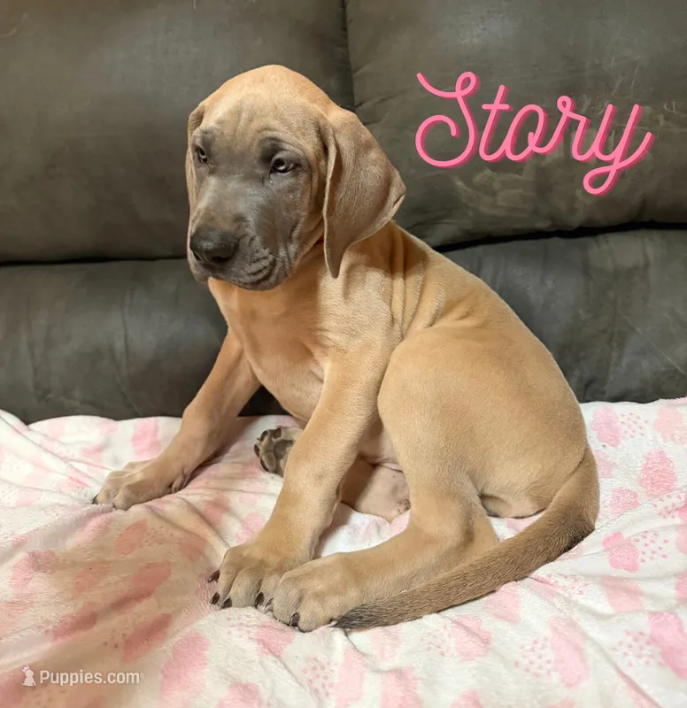 Story – Great Dane puppy for sale in Ellenburg Depot, NY