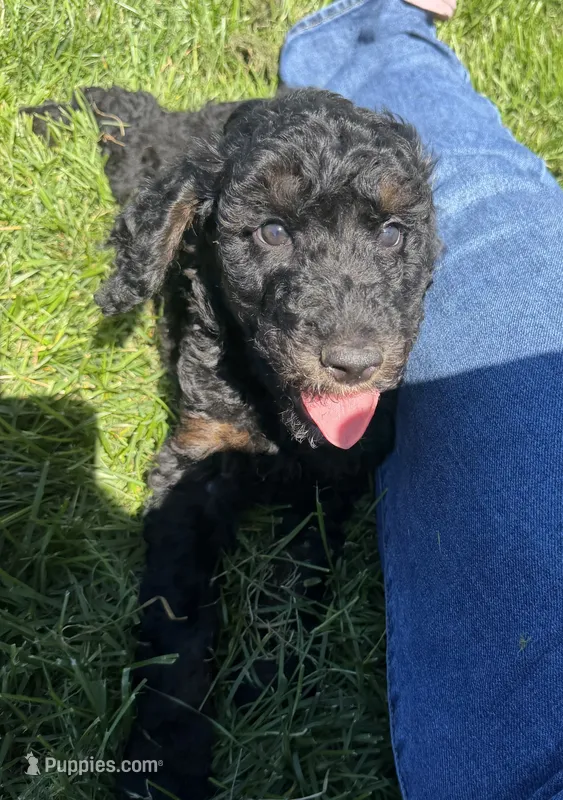 Hansel – Poodle - Standard  puppy for sale in Ellenburg Depot, NY