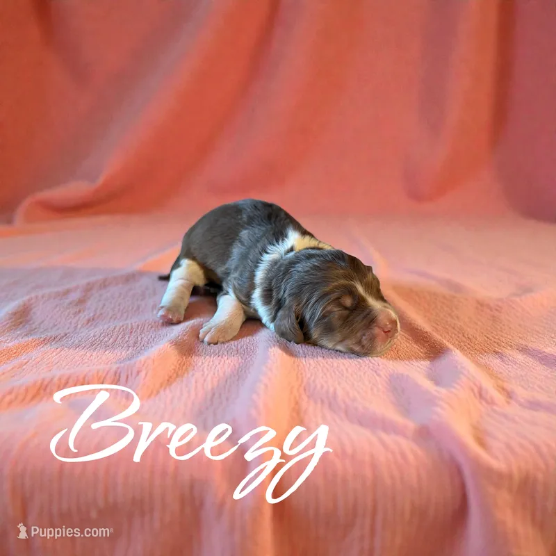 Breezy – Miniature Aussiedoodle puppy for sale in Ellenburg Depot, NY