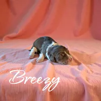 Breezy, a female Miniature Aussiedoodle for sale in Ellenburg Depot, NY – 3 of 4