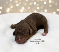 Aladdin, a male Poodle - Standard  for sale in Ellenburg Depot, NY – 1 of 1