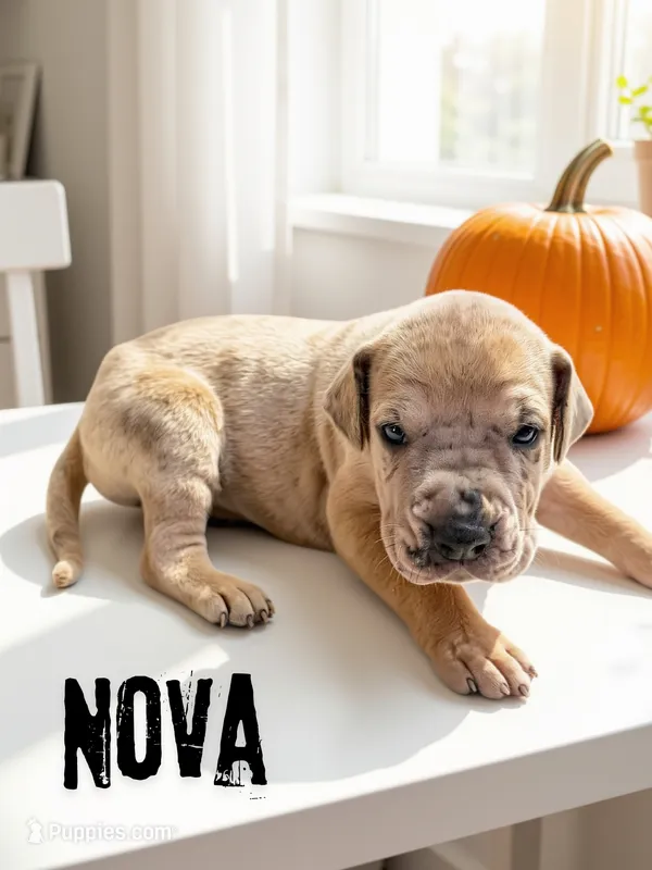 Nova – Great Dane puppy for sale in Ellenburg Depot, NY