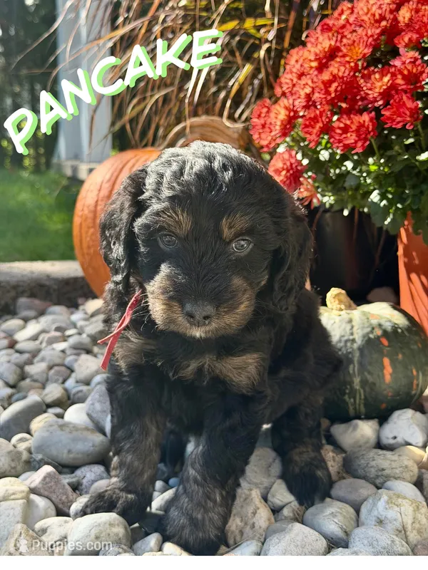 Pancake – Aussiedoodle, Miniature Aussiedoodle puppy for sale in Ellenburg Depot, NY