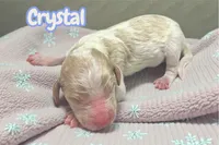 Crystal, a female Goldendoodle for sale in Ellenburg Depot, NY – Photo 2 of 2