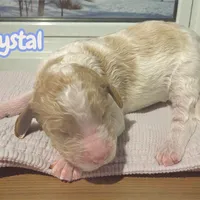 Crystal, a female Goldendoodle for sale in Ellenburg Depot, NY – Photo 1 of 2