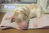 Crystal, a female Goldendoodle for sale in Ellenburg Depot, NY – Photo 1 of 2