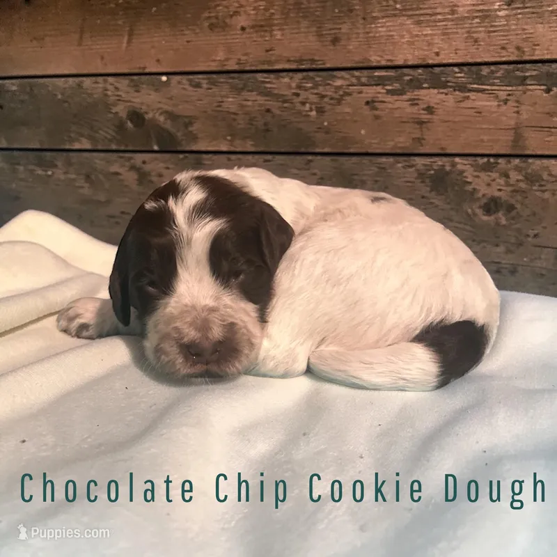Chocolate Chip Cookie Dough – Cockapoo puppy for sale in Ellenburg Depot, NY