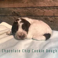Chocolate Chip Cookie Dough, a male Cockapoo for sale in Ellenburg Depot, NY – Photo 1 of 3