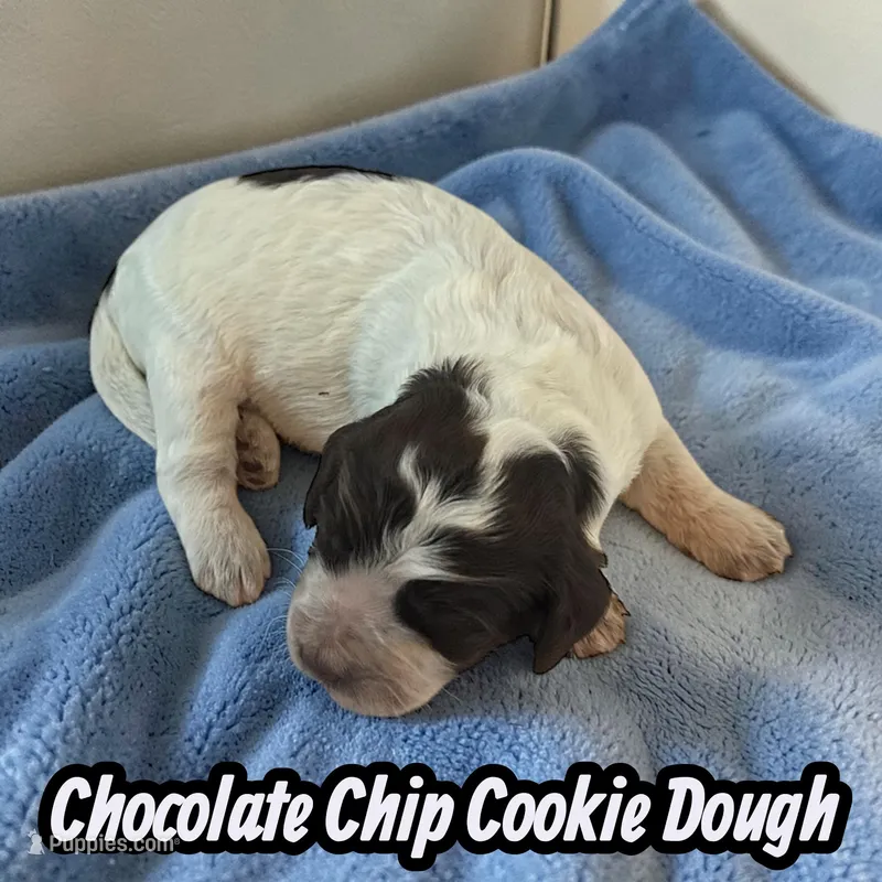 Chocolate Chip Cookie Dough – Cockapoo puppy for sale in Ellenburg Depot, NY