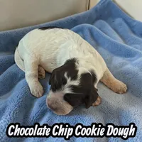 Chocolate Chip Cookie Dough, a male Cockapoo for sale in Ellenburg Depot, NY – Photo 2 of 3