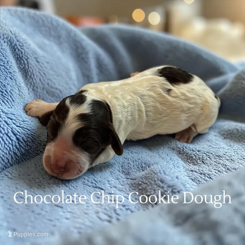 Chocolate Chip Cookie Dough, a male Cockapoo for sale in Ellenburg Depot, NY – Photo 1 of 1