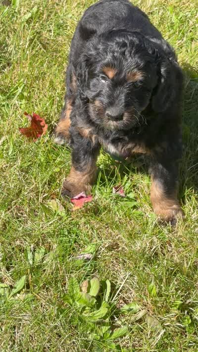 Syrup, a male Aussiedoodle and Miniature Aussiedoodle for sale in Ellenburg Depot, NY – 8 of 9