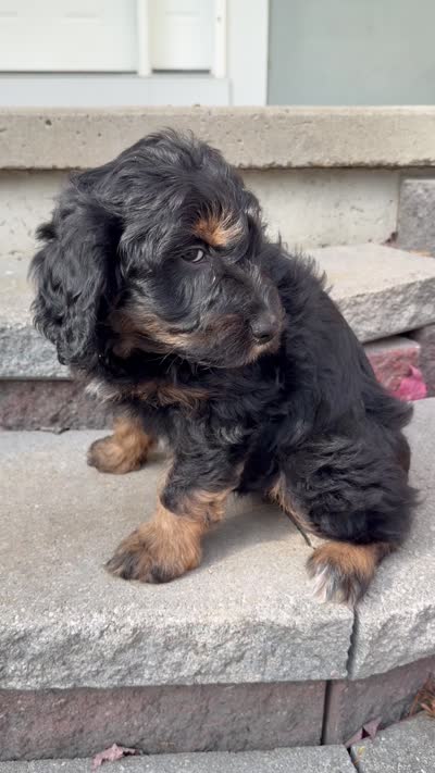 Syrup, a male Aussiedoodle and Miniature Aussiedoodle for sale in Ellenburg Depot, NY – 9 of 9