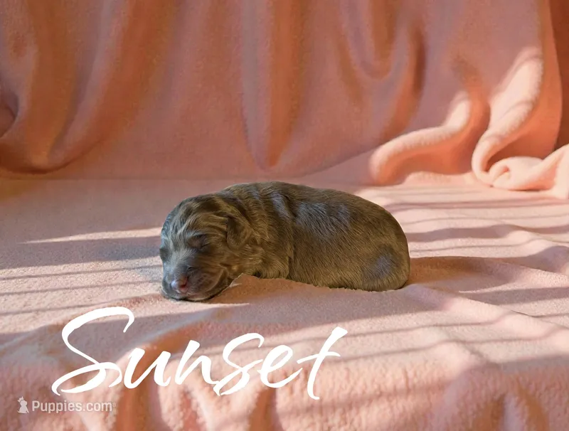 Sunset – Miniature Aussiedoodle puppy for sale in Ellenburg Depot, NY