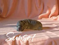 Sunset, a female Miniature Aussiedoodle for sale in Ellenburg Depot, NY – 1 of 2