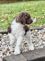 Puzzle, a female Goldendoodle for sale in Ellenburg Depot, NY – 9 of 10