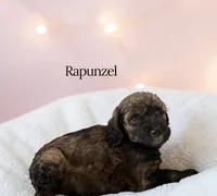 Rapunzel, a female Poodle - Standard  for sale in Ellenburg Depot, NY – 2 of 7