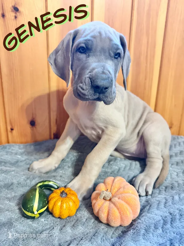 Genesis – Great Dane puppy for sale in Ellenburg Depot, NY