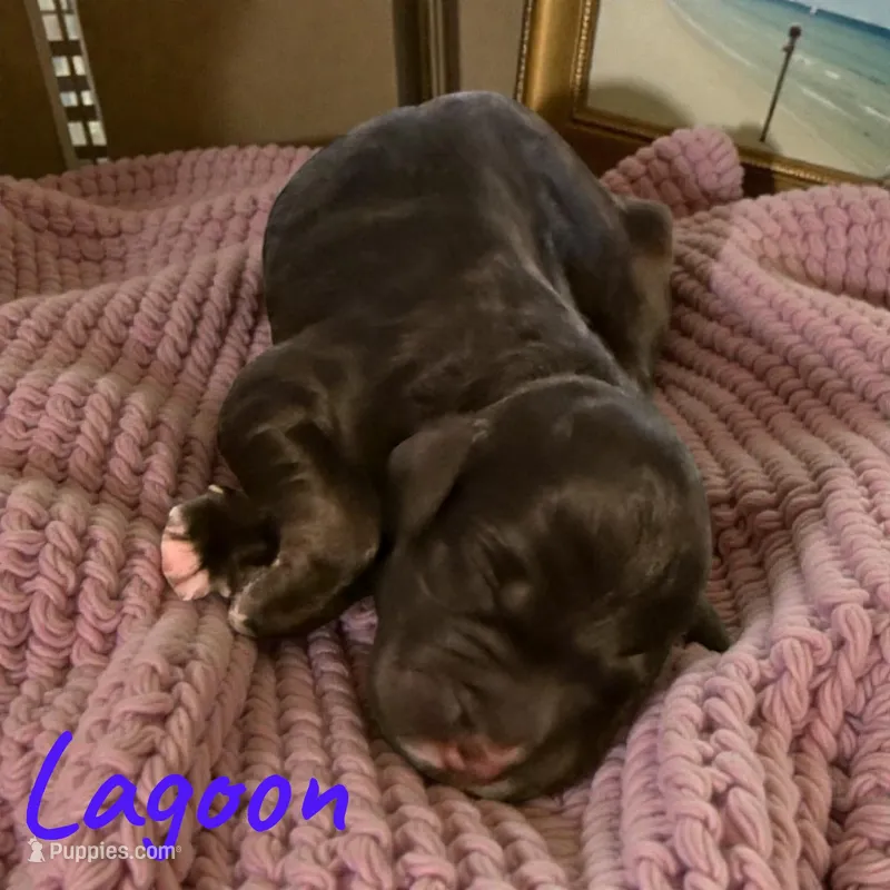 Lagoon – Miniature Aussiedoodle puppy for sale in Ellenburg Depot, NY