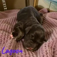 Lagoon, a female Miniature Aussiedoodle for sale in Ellenburg Depot, NY – 1 of 1