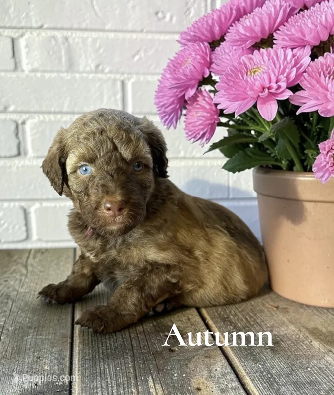 Autumn – Aussiedoodle puppy for sale in Ellenburg Depot, NY