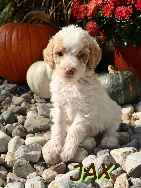 Jax – Goldendoodle puppy for sale in Ellenburg Depot, NY