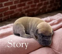 Story, a female Great Dane for sale in Ellenburg Depot, NY – 2 of 2