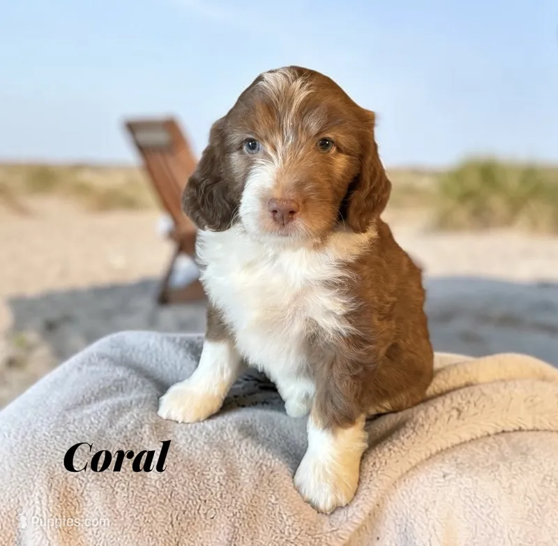 Coral – Miniature Aussiedoodle puppy for sale in Ellenburg Depot, NY