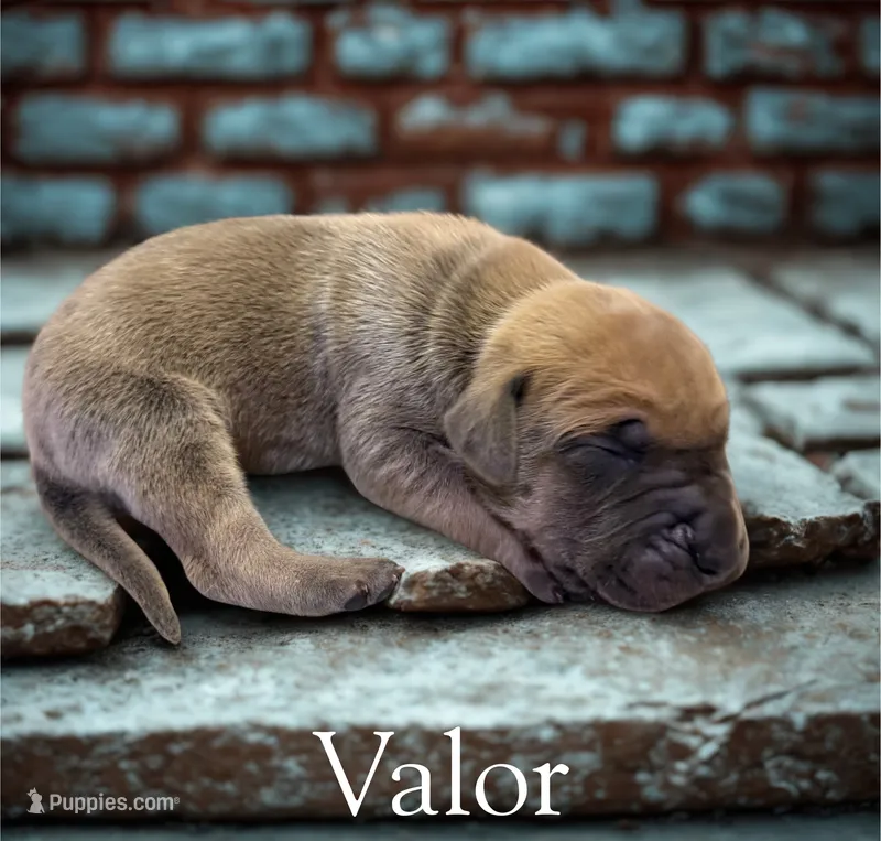 Valor – Great Dane puppy on hold in Ellenburg Depot, NY