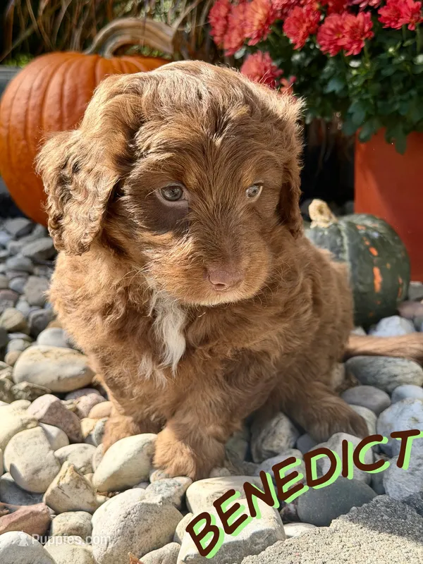 Benedict – Aussiedoodle, Miniature Aussiedoodle puppy for sale in Ellenburg Depot, NY