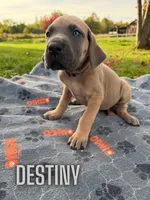 Destiny, a female Great Dane for sale in Ellenburg Depot, NY – 3 of 8
