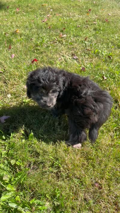 Toast, a male Aussiedoodle and Miniature Aussiedoodle for sale in Ellenburg Depot, NY – 8 of 9