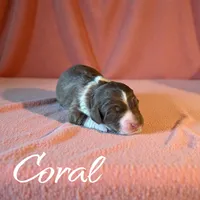 Coral, a female Miniature Aussiedoodle for sale in Ellenburg Depot, NY – 3 of 4