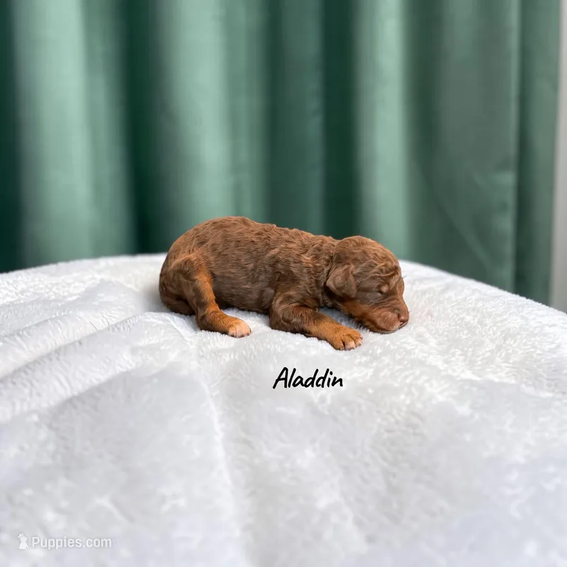 Aladdin – Poodle - Standard  puppy for sale in Ellenburg Depot, NY