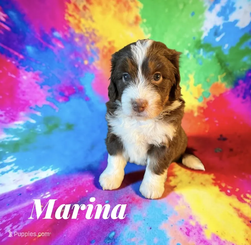 Marina – Miniature Aussiedoodle puppy on hold in Ellenburg Depot, NY