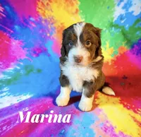 Marina, a female Miniature Aussiedoodle for sale in Ellenburg Depot, NY – 1 of 6
