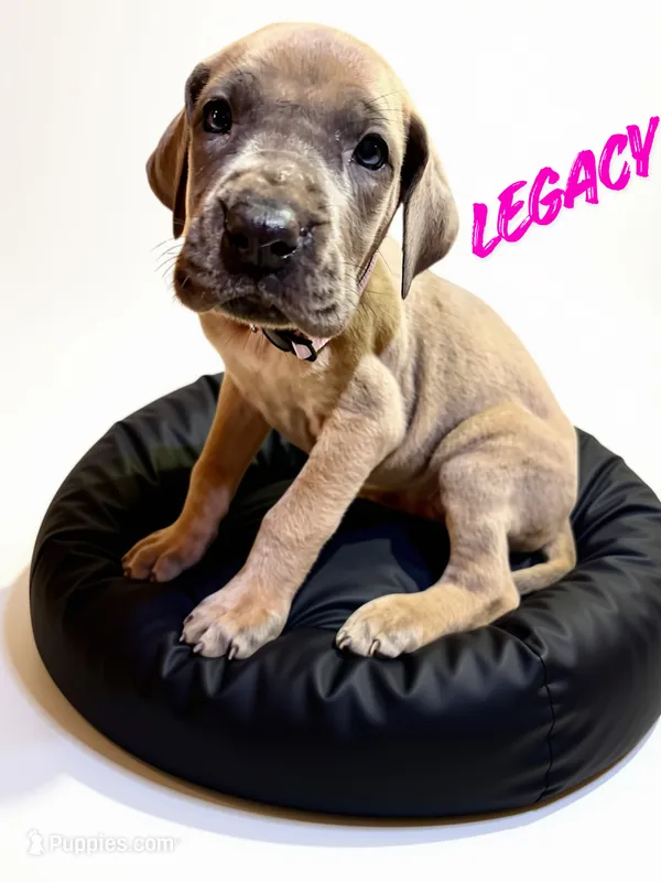 Legacy – Great Dane puppy for sale in Ellenburg Depot, NY
