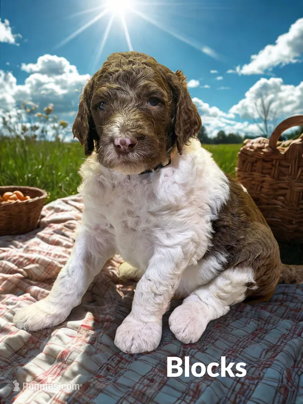 Blocks – Goldendoodle puppy for sale in Ellenburg Depot, NY