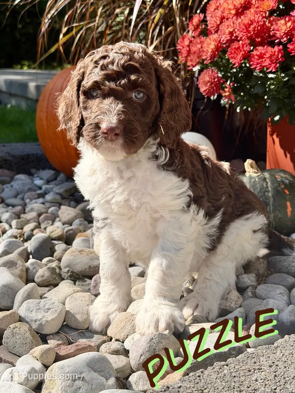 Puzzle – Goldendoodle puppy for sale in Ellenburg Depot, NY