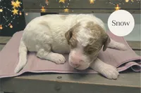 Snow, a female Goldendoodle for sale in Ellenburg Depot, NY – Photo 3 of 5