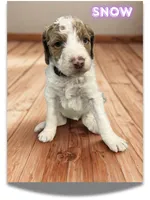Snow, a female Goldendoodle for sale in Ellenburg Depot, NY – Photo 1 of 5