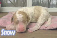 Snow, a female Goldendoodle for sale in Ellenburg Depot, NY – Photo 4 of 5