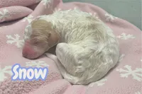 Snow, a female Goldendoodle for sale in Ellenburg Depot, NY – Photo 5 of 5