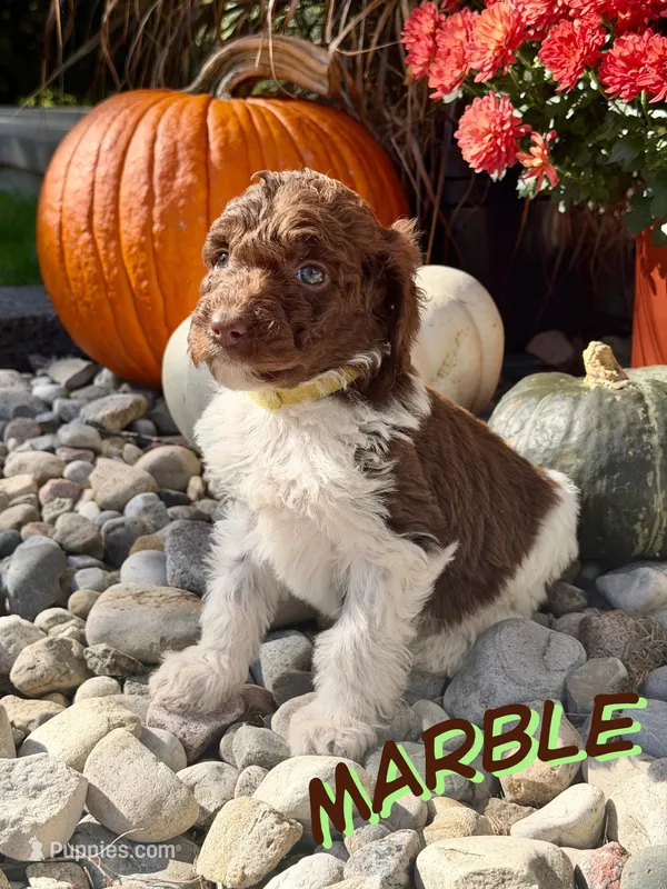 Marble – Goldendoodle puppy for sale in Ellenburg Depot, NY