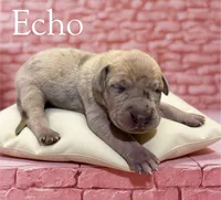 Echo, a female Great Dane for sale in Ellenburg Depot, NY – 2 of 2