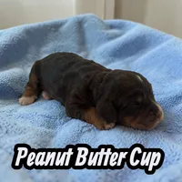 Peanut Butter Cup, a male Cockapoo for sale in Ellenburg Depot, NY – Photo 1 of 2