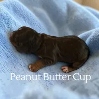Peanut Butter Cup, a male Cockapoo for sale in Ellenburg Depot, NY – Photo 2 of 2