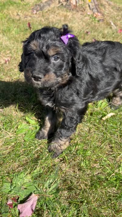 Biscuit, a female Aussiedoodle and Miniature Aussiedoodle for sale in Ellenburg Depot, NY – 2 of 3